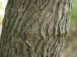 Two-winged Silverbell bark