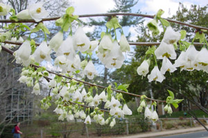 Carolina silverbell flowers