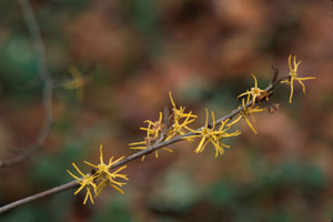 Common Witchhazel flowers