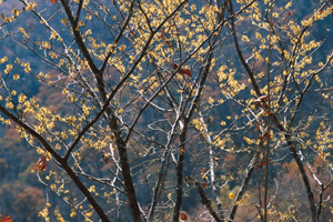 Common Witchhazel in bloom