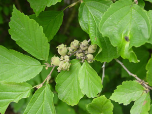 Common Witchhazel fruit