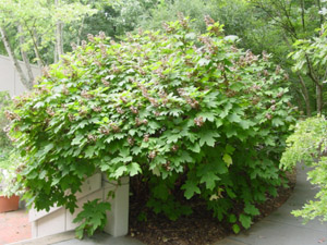 Oakleaf hydrangea in the landscape
