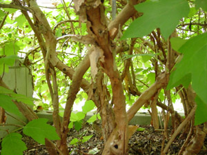 Oakleaf hydrangea stems