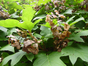 Oakleaf hydrangea pinkish brown flowers
