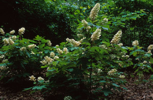 Oakleaf hydrangea in bloom