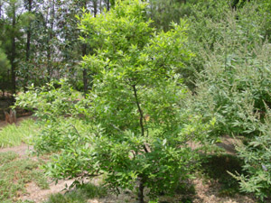 Possumhaw tree in landscape