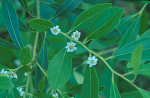Gallberry or Inkberry flowers