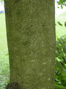 American holly bark