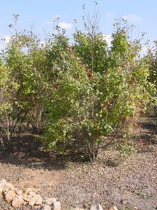 Winterberry in the landscape