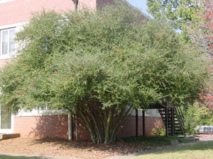 Yaupon Holly trees in landscape