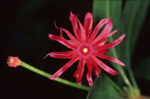 Florida Anise-Tree flowers