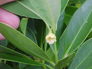 Small Anise-Tree or Yellow Anise-Tree flower
