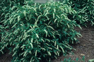Virginia Sweetspire in the landscape