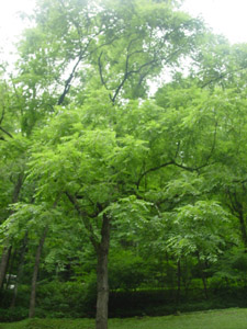 Black walnut tree in landscapes