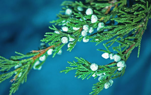 Eastern red cedar berries on branch