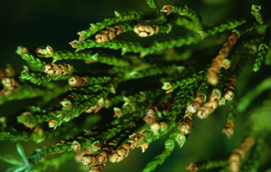 Eastern red cedar branch foliage