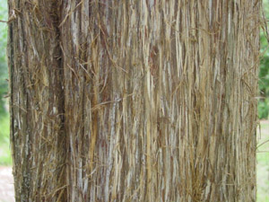 Eastern red cedar bark
