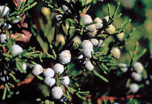 Eastern red cedar berries on branch