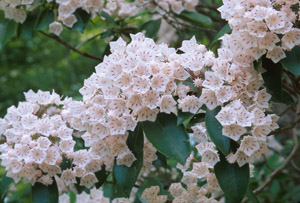 Mountain Laurel flowers