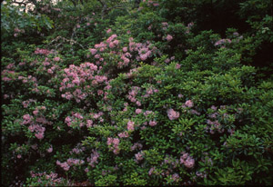 Mountain Laurel in the landscape