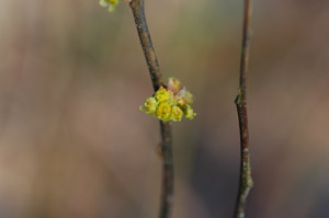 Spice-Bush female flower