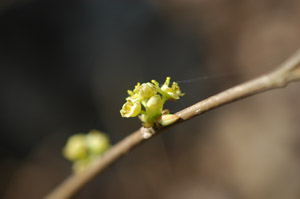 Spice-Bush male flower