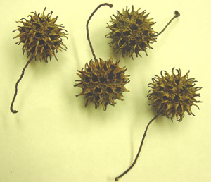 Sweetgum spiny fruit