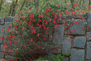 Trumpet Honeysuckle in the landscape