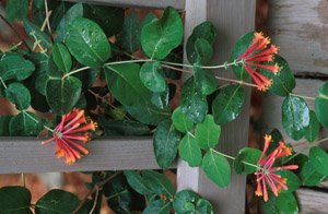 Trumpet Honeysuckle flowers and foliage