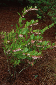 Fetterbush in the landscape