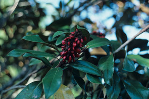 Southern magnolia seeds