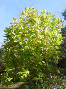 Big-leaf magnolia tree canopy