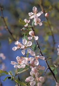 Narrow-leaf crabapple flowers