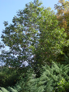 Ogeechee Lime, Ogeechee Tupelo in landscape