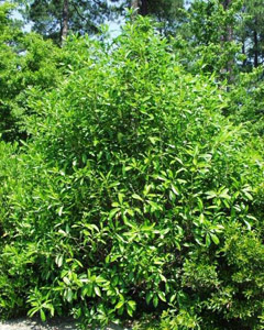 Wild Olive or Devilwood tree in landscape