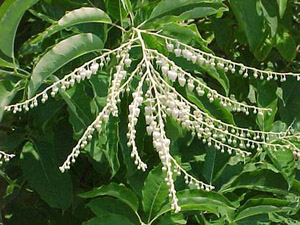 Sourwood blooms