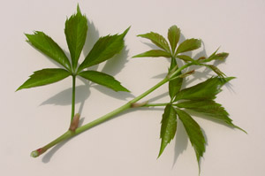 Virginia Creeper leaves