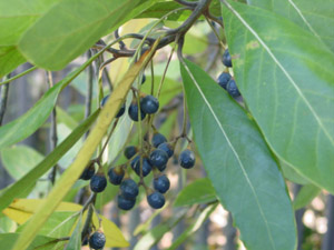 Red bay berries