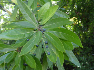 Red bay leaves