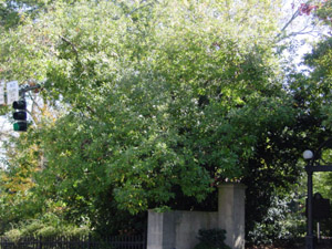 Red bay tree in landscape