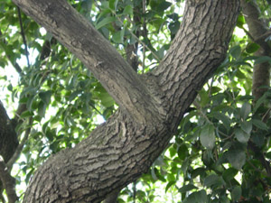 Red bay bark