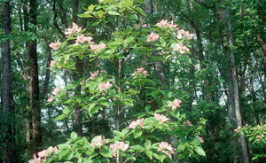 Pinckneya, Feverbark in the landscape