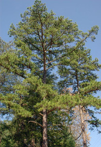 Shortleaf pine tree in forest