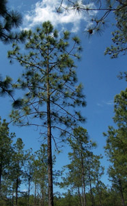 Slash pine tree in forest