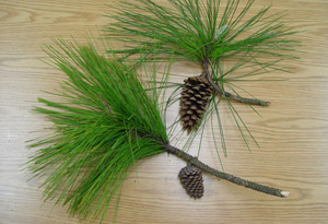 Slash pine cones and needles