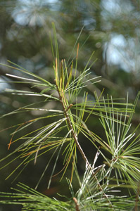 White pine needles