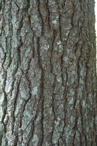 White pine bark