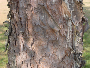 Virginia pine bark