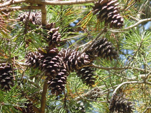 Virginia pine cones and needles on branches