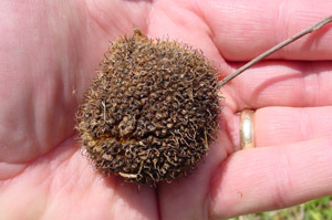 Sycamore fruit
